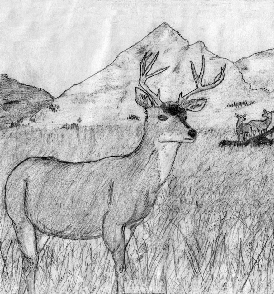 1979 - Age 12 - Deer